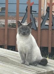 Lost Male Cat last seen 178th Ave se/ Covington sawyer Rd, Kent, WA 98042