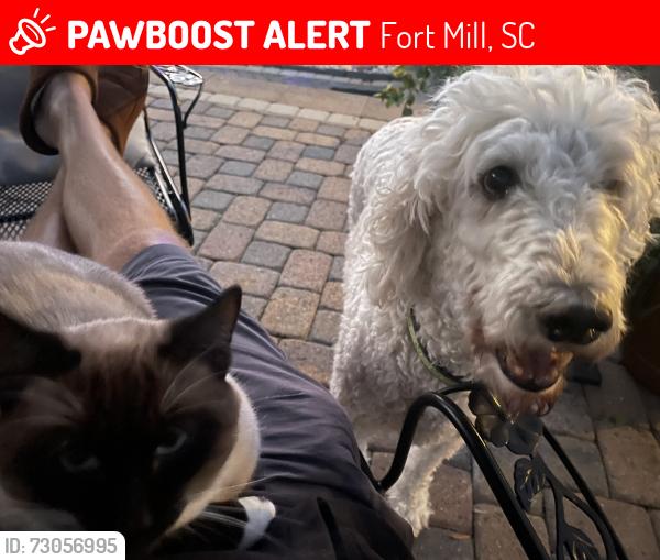 Lost Male Cat last seen Carolina acres rd 29707, Fort Mill, SC 29707