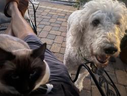 Lost Male Cat last seen Carolina acres rd 29707, Fort Mill, SC 29707