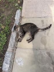 Found/Stray Unknown Cat last seen Winnebago rd, Yonkers, NY 10710