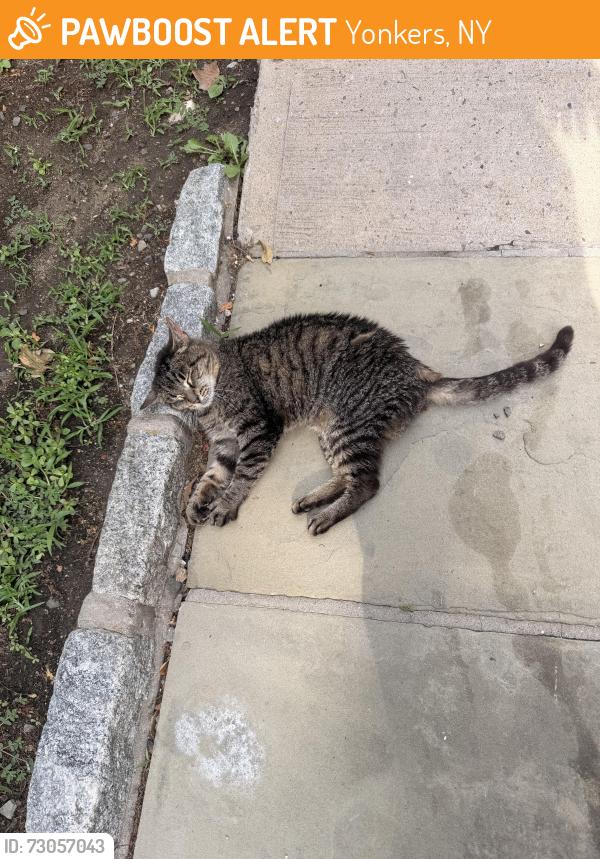 Found/Stray Unknown Cat last seen Winnebago rd, Yonkers, NY 10710
