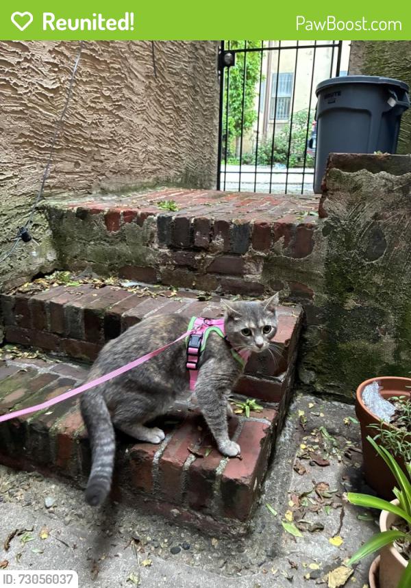Reunited Female Cat last seen 18th & Washington, Philadelphia, PA 19146