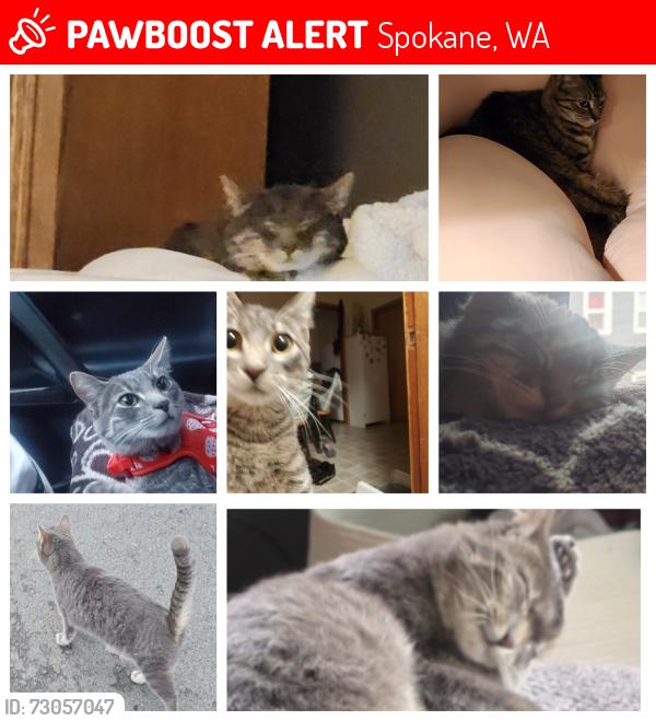Lost Female Cat last seen Central , Spokane, WA 99209