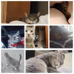 Lost Female Cat last seen Central , Spokane, WA 99209
