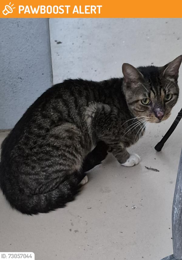 Found/Stray Male Cat last seen Lake Worth road near the turnpike, Lake Worth Beach, FL 33460
