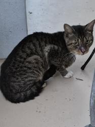 Found/Stray Male Cat last seen Lake Worth road near the turnpike, Lake Worth Beach, FL 33460