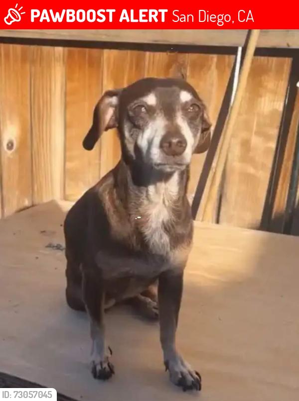Lost Male Dog last seen Alabama st & Robinson st 92104, San Diego, CA 92104