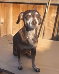 Lost Male Dog last seen Alabama st & Robinson st 92104, San Diego, CA 92104