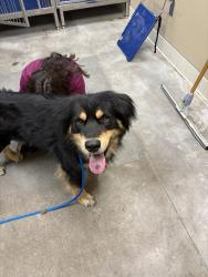 Shelter Stray Male Dog last seen SPOKANE, WA, 99205, 6815 E Trent Ave, Spokane, WA 99212, USA