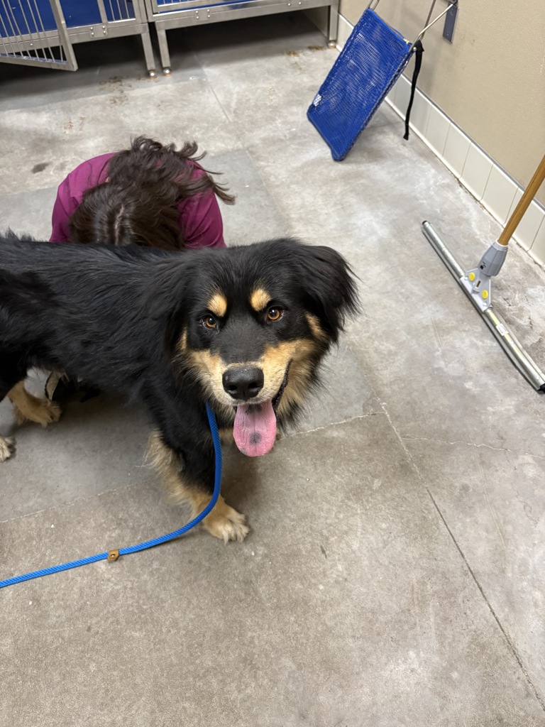 Shelter Stray Male Dog last seen SPOKANE, WA, 99205, 6815 E Trent Ave, Spokane, WA 99212, USA