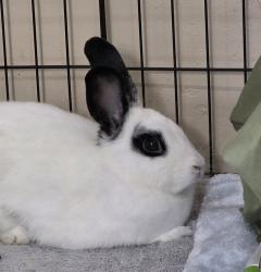 Shelter Stray Female Rabbit last seen Near College Boulevard, Oceanside, CA, 92057, Oceanside, CA 92058, USA