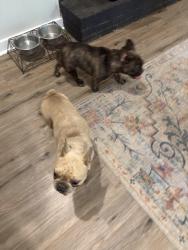 Found/Stray Male Dog last seen Highway 269, Birmingham, AL 35224