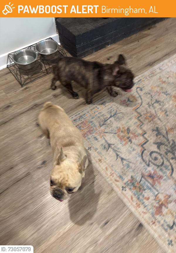 Found/Stray Male Dog last seen Highway 269, Birmingham, AL 35224