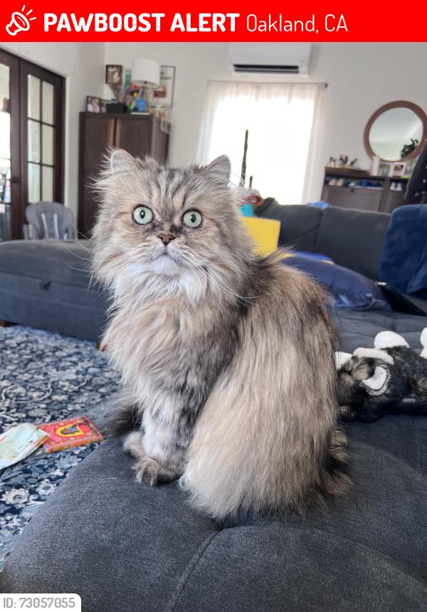 Lost Male Cat last seen Yuba & Birdsall, Oakland, CA 94619