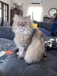 Lost Male Cat last seen Yuba & Birdsall, Oakland, CA 94619
