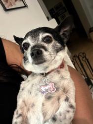 Lost Female Dog last seen Brentwood Pl. Temecula, Temecula, CA 92592