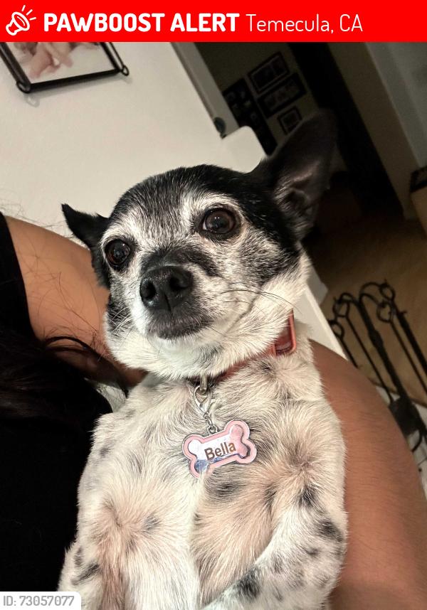 Lost Female Dog last seen Brentwood Pl. Temecula, Temecula, CA 92592