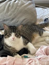 Lost Male Cat last seen 19th and Jackson st ne, Minneapolis, MN 55418