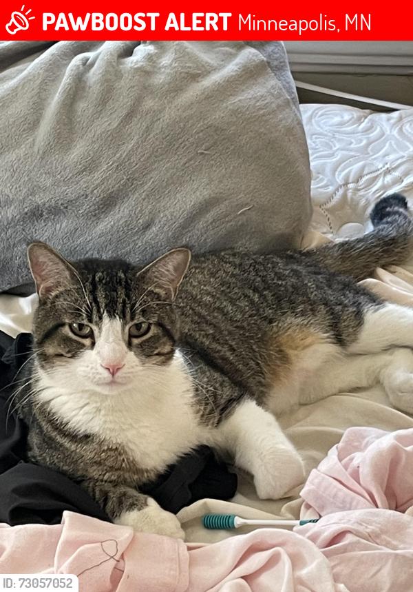 Lost Male Cat last seen 19th and Jackson st ne, Minneapolis, MN 55418