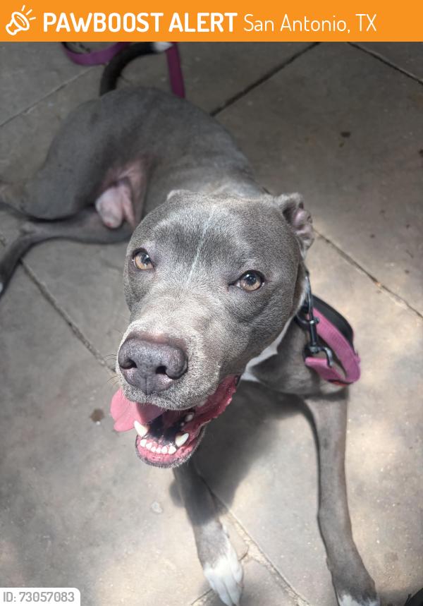 Found/Stray Male Dog last seen E Euclid Ave, San Antonio, TX 78212