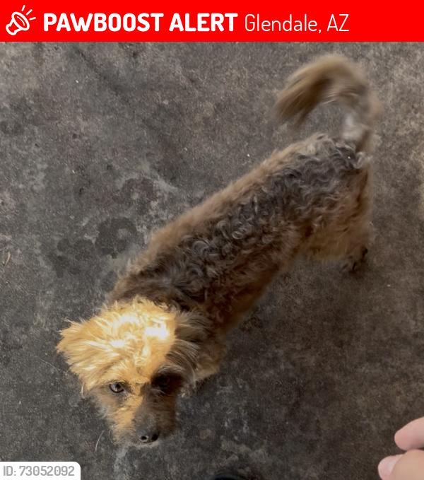 Lost Male Dog last seen Near W Glendale Ave Glendale, AZ 85303, Glendale, AZ 85303