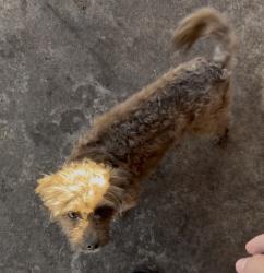 Lost Male Dog last seen Near W Glendale Ave Glendale, AZ 85303, Glendale, AZ 85303