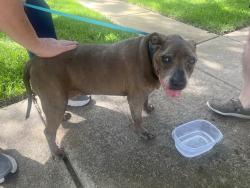Found/Stray Male Dog last seen Colonel ct and Brown School ct, Richmond, TX 77406
