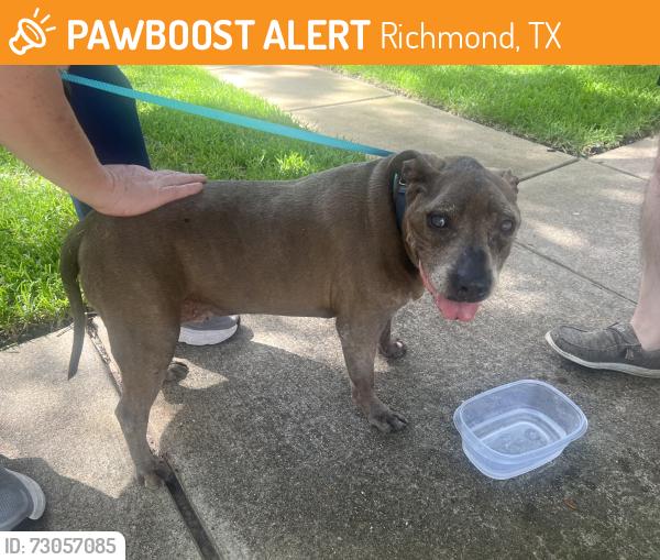 Found/Stray Male Dog last seen Colonel ct and Brown School ct, Richmond, TX 77406