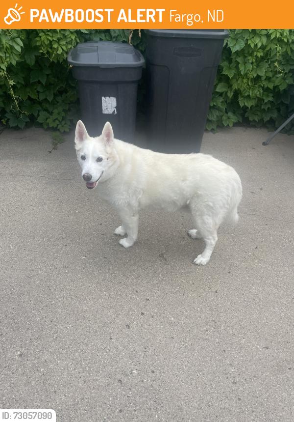 Found/Stray Male Dog last seen 5th Street and 12th Ave N, Fargo, ND 58102