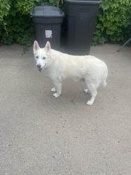 Found/Stray Male Dog last seen 5th Street and 12th Ave N, Fargo, ND 58102