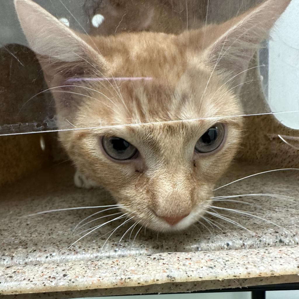 Shelter Stray Male Cat last seen , Animal Care & Control Team of Philly, 111 W Hunting Park Ave, Philadelphia, PA 19140, USA