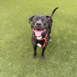 Shelter Stray Male Dog last seen , Animal Care & Control Team of Philly, 111 W Hunting Park Ave, Philadelphia, PA 19140, USA