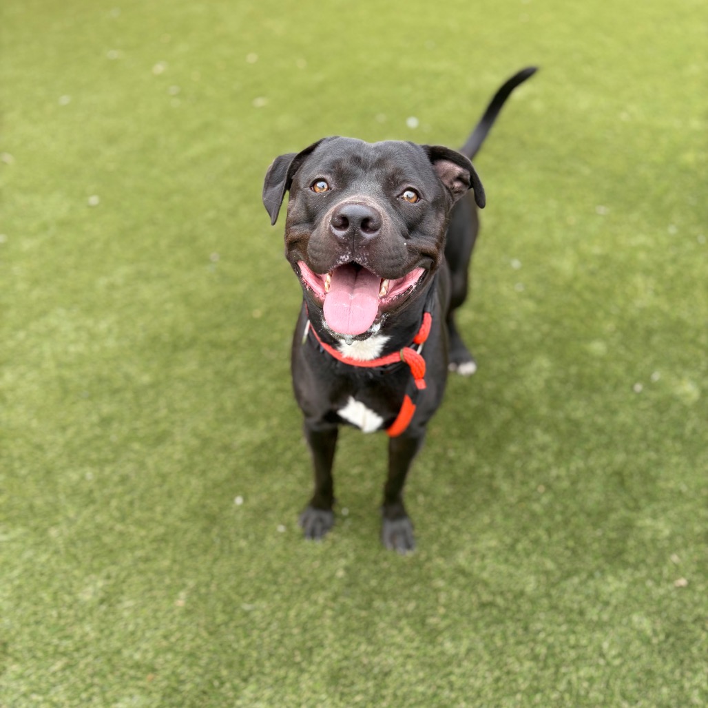 Shelter Stray Male Dog last seen , Animal Care & Control Team of Philly, 111 W Hunting Park Ave, Philadelphia, PA 19140, USA