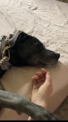 Reunited Female Dog last seen Near Morrow Ave Schenectady, NY  12309 United States, Niskayuna, NY 12309