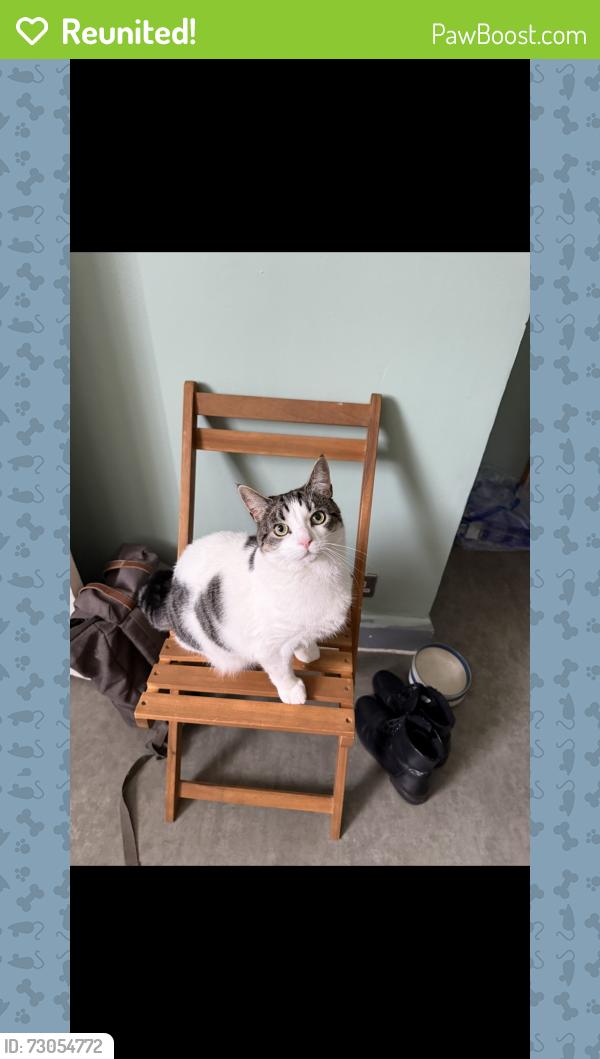 Reunited Female Cat last seen Sixth Avenue , Greater London, England W10 4HB