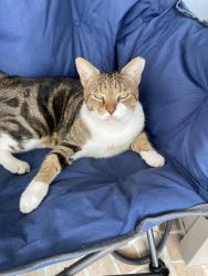 Lost Female Cat last seen Rushing Creek Run, Orlando, FL 32824