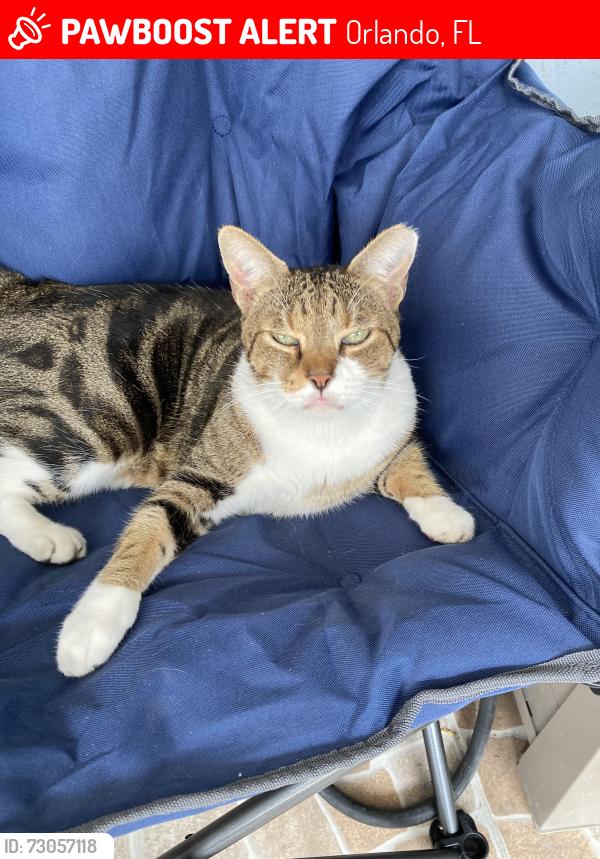 Lost Female Cat last seen Rushing Creek Run, Orlando, FL 32824