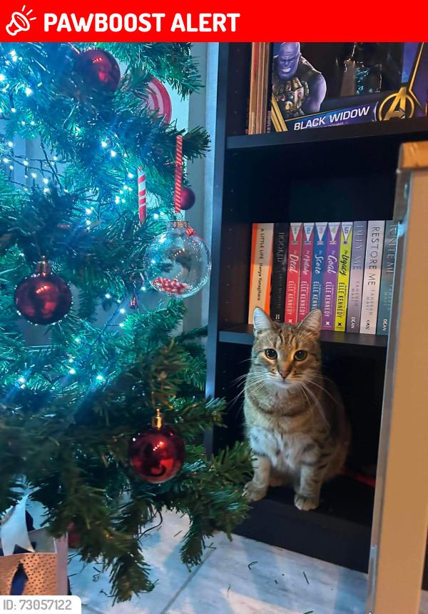 Lost Female Cat last seen Near Carlingford park, Newry, Newry, Mourne and Down, Northern Ireland BT34