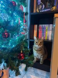 Lost Female Cat last seen Near Carlingford park, Newry, Newry, Mourne and Down, Northern Ireland BT34