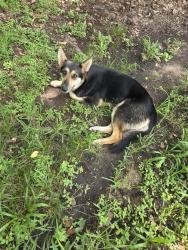 Found/Stray Female Dog last seen Mossy Oaks Rd East, Harris County, TX 77389