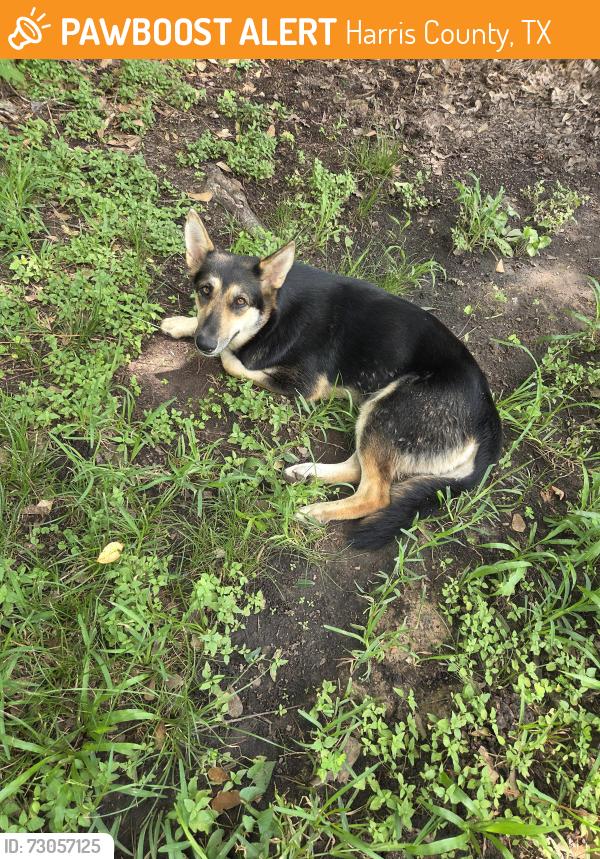 Found/Stray Female Dog last seen Mossy Oaks Rd East, Harris County, TX 77389