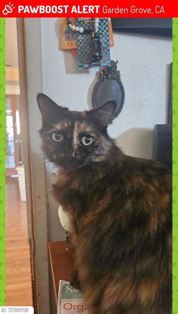 Lost Female Cat last seen Morrie ln and Chapman. Near faylane elementary, Garden Grove, CA 92840