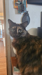 Lost Female Cat last seen Morrie ln and Chapman. Near faylane elementary , Garden Grove, CA 92840
