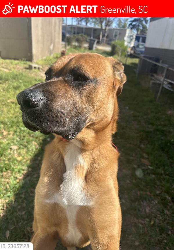 Lost Male Dog last seen Staunton Bridge Rd, Greenville, SC 29611