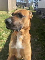 Lost Male Dog last seen Staunton Bridge Rd, Greenville, SC 29611
