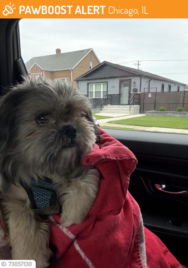 Found/Stray Male Dog last seen Laporte, Chicago, IL 60638