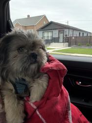 Found/Stray Male Dog last seen Laporte, Chicago, IL 60638