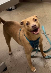 Lost Male Dog last seen Homestead Ave. Just South of ShadowHills Golf Course, Lubbock, TX 79416