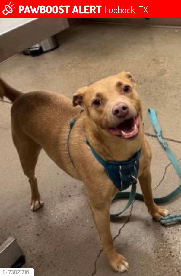 Lost Male Dog last seen Homestead Ave. Just South of ShadowHills Golf Course, Lubbock, TX 79416