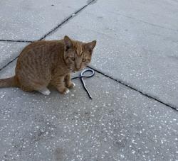 Lost Female Cat last seen Gall blvd, Zephyrhills, FL 33541